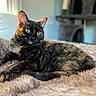 Ember is registered to the contest to win money with this photo: cat, tortoiseshell, feline, pet, indoor, cozy, blanket, fur, green_eyes, relaxed, resting, soft_texture, window_light, home, cat_tree, animal, cute, portrait, whiskers, ears