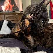 Ember is registered to the contest to win money with this photo: cat, tortoiseshell, indoor, playful, biting, paws, string, stick, furniture, television, blurred_background, dressing_table, clothing, bed, blanket, whiskers, closeup, pet, curious, cozy