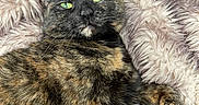 Ember joined the competition — help win amazing prizes! cat, tortoiseshell_cat, feline, pet, animal, green_eyes, fur, whiskers, ears, blanket, soft_texture, comfort, relaxation, indoor, close_up, portrait, laying_down, cute, domestic_animal, resting