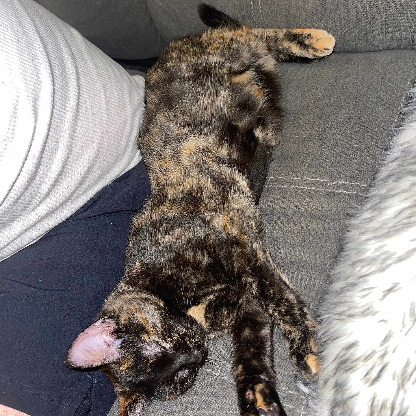 Ember