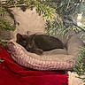 cat, sleeping, pet_bed, gray_cat, christmas_tree, pine_branches, christmas_lights, red_blanket, cozy, indoor, holiday, decorations, nap, furry, soft_bed, festive, animal, resting, quiet, warm
