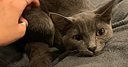 Storm joined the competition — help win amazing prizes! cat, gray_cat, pet, hand, blanket, indoor, sofa, furniture, relaxed, cozy, cat_tree, curious, animal, soft_texture, resting, domestic, warm_lighting, ear, paw, fur