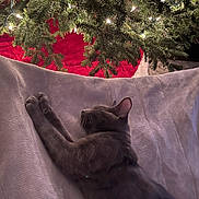 Storm is registered to the contest to win money with this photo: cat, gray_cat, stretching, blanket, christmas_tree, tree_lights, tree_skirt, holiday, festive, cozy, indoor, pet, feline, relaxation, soft_texture, fur, warm_lighting, home, decor, sleeping