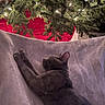 cat, gray_cat, stretching, blanket, christmas_tree, tree_lights, tree_skirt, holiday, festive, cozy, indoor, pet, feline, relaxation, soft_texture, fur, warm_lighting, home, decor, sleeping