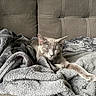 cat, gray_cat, sleeping, blanket, couch, furniture, cozy, indoor, pet, animal, resting, soft_texture, relaxation, home, comfort, fur, cute, calm, domestic, nap