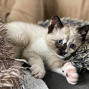 Cirilla joined the competition — help win amazing prizes! kitten, cat, blue_eyes, paw, fur, blanket, cozy, indoor, pet, cute, animal, relaxing, soft, texture, closeup, lying_down, whiskers, young, domestic_cat, fur_pattern
