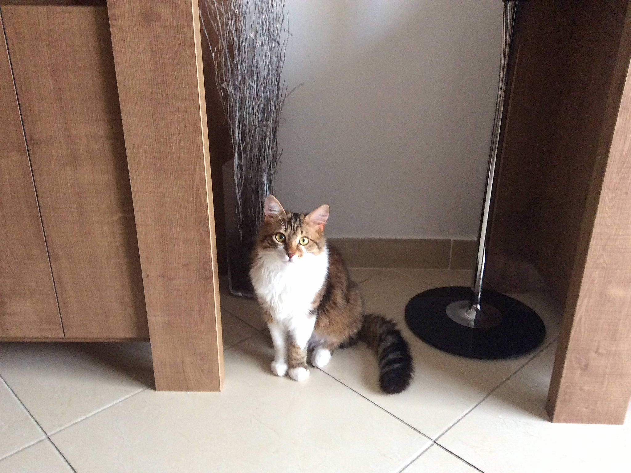 Enzo a rejoint le concours — aidez-le/la à gagner de superbes lots ! carnivore, cat, comfort, domestic_short_haired_cat, door, fawn, felidae, floor, flooring, fur, grey, hardwood, house, mammal, small_to_medium_sized_cats, snout, tail, whiskers, window, wood