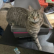 Lincoln is registered to the contest to win money with this photo: animal, box, carpet, cat, clutter, curious, domestic, feline, floor, indoor, looking, mammal, paw, pet, resting, shoebox, shoes, striped, tabby, wide_eyes