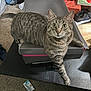 animal, box, carpet, cat, clutter, curious, domestic, feline, floor, indoor, looking, mammal, paw, pet, resting, shoebox, shoes, striped, tabby, wide_eyes