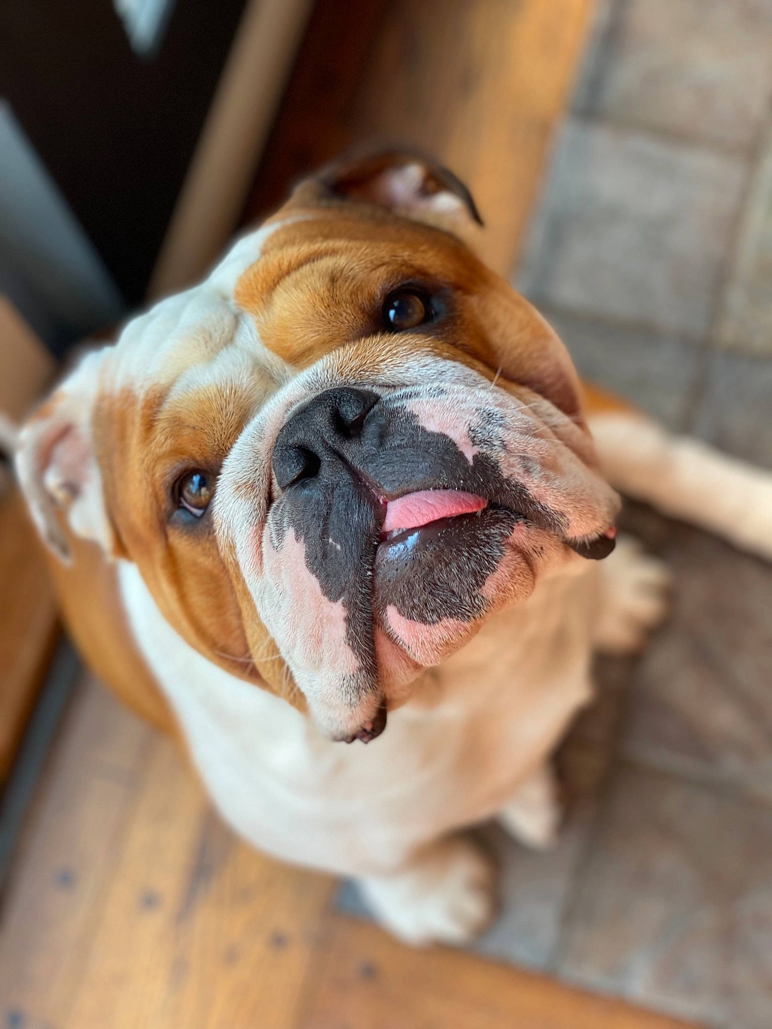 Pablo is registered to the contest to win money with this photo: biting, bulldog, carnivore, collar, companion_dog, dog, dog_breed, dog_collar, fawn, liver, molosser, paw, shar_pei, snout, sporting_group, whiskers, wood, working_animal, working_dog, wrinkle