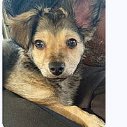 Eddy joined the competition — help win amazing prizes! puppy, dog, pet, animal, cute, portrait, indoor, closeup, fur, ears, eyes, nose, messaging_app, text_message, phone_screenshot, screen, user_interface, mobile, conversation, good_morning