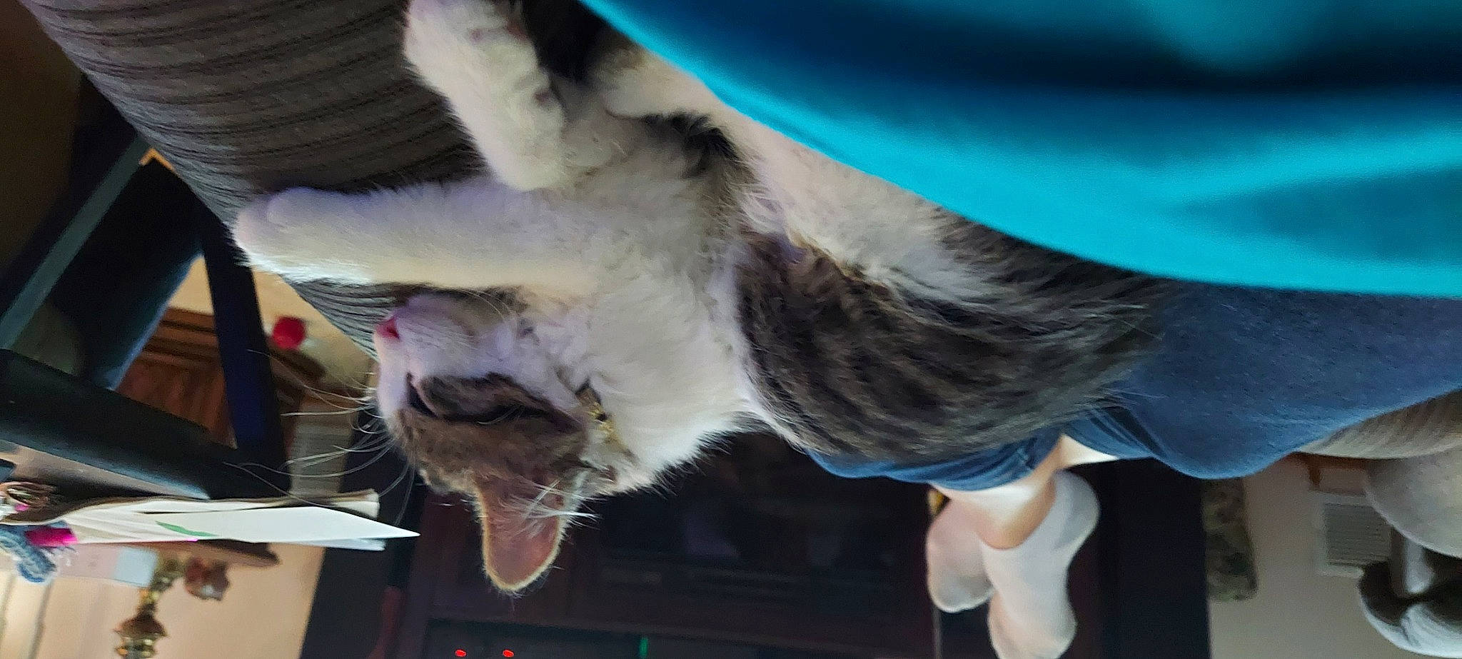 Kaia joined the competition — help win amazing prizes! ear, fur, jaw, mouth, photography