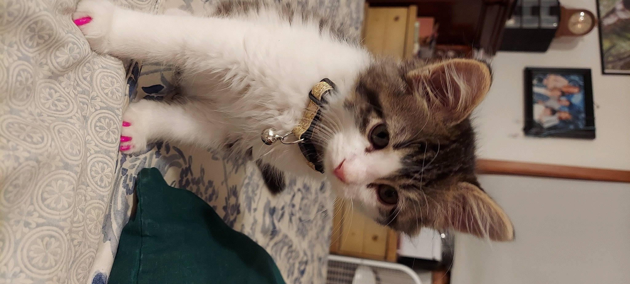 Kaia is registered to the contest to win money with this photo: aegean_cat, american_curl, carnivore, cat, domestic_long_haired_cat, domestic_short_haired_cat, european_shorthair, felidae, fur, kitten, mammal, norwegian_forest_cat, polydactyl_cat, ragamuffin, small_to_medium_sized_cats, whiskers