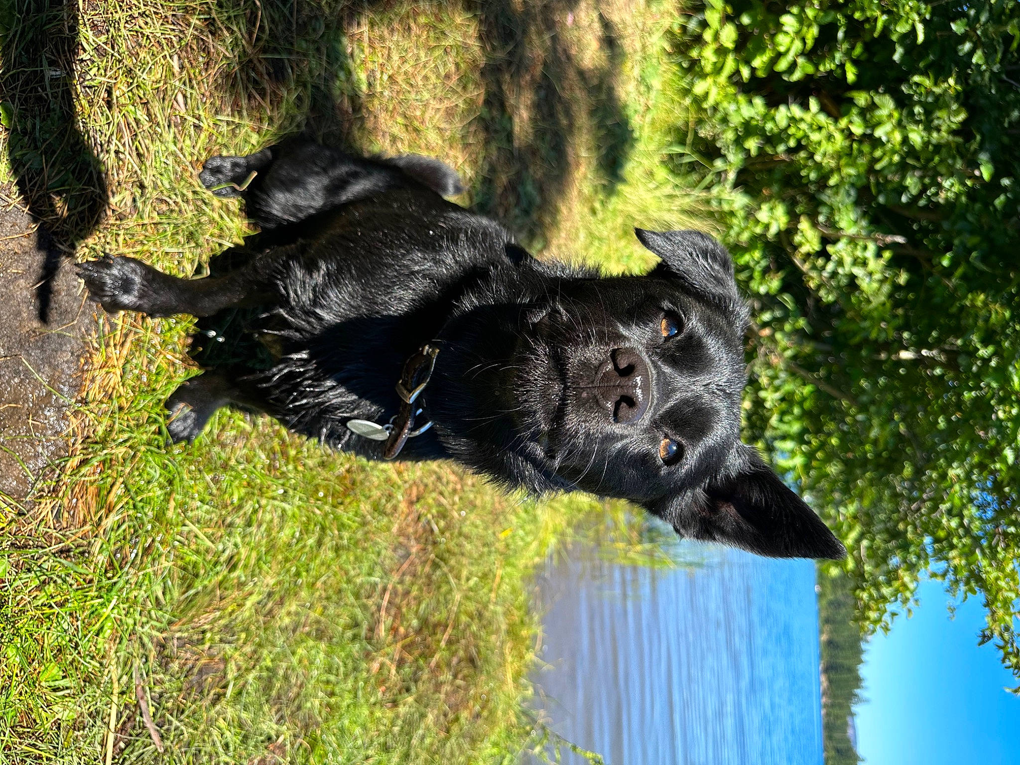 Harlow joined the competition — help win amazing prizes! art, bovine, canidae, dog, dog_breed, fur, grass, grassland, natural_landscape, plant, sculpture, snout, sporting_group, tail, terrestrial_animal, tree, trunk, water, working_animal