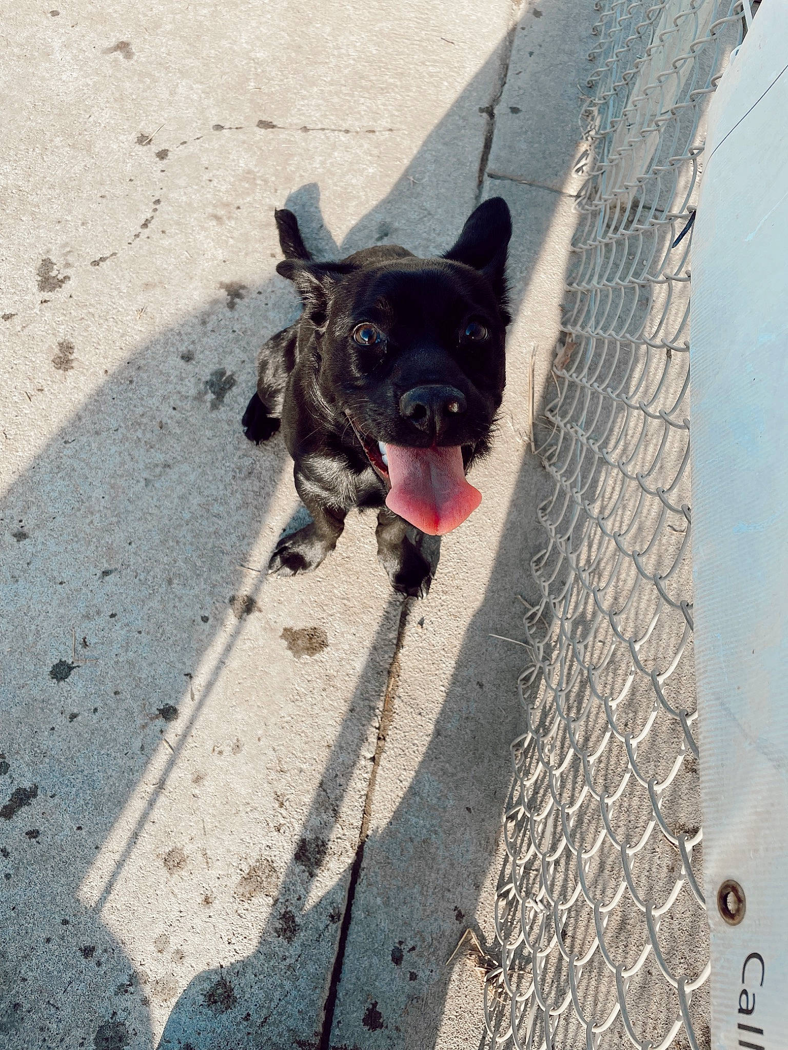 Harlow joined the competition — help win amazing prizes! asphalt, canidae, carnivore, collar, companion_dog, dog, dog_breed, dog_collar, dog_supply, fawn, leash, paw, pet_supply, road_surface, sidewalk, snout, sporting_group, tail, waste_container, working_animal