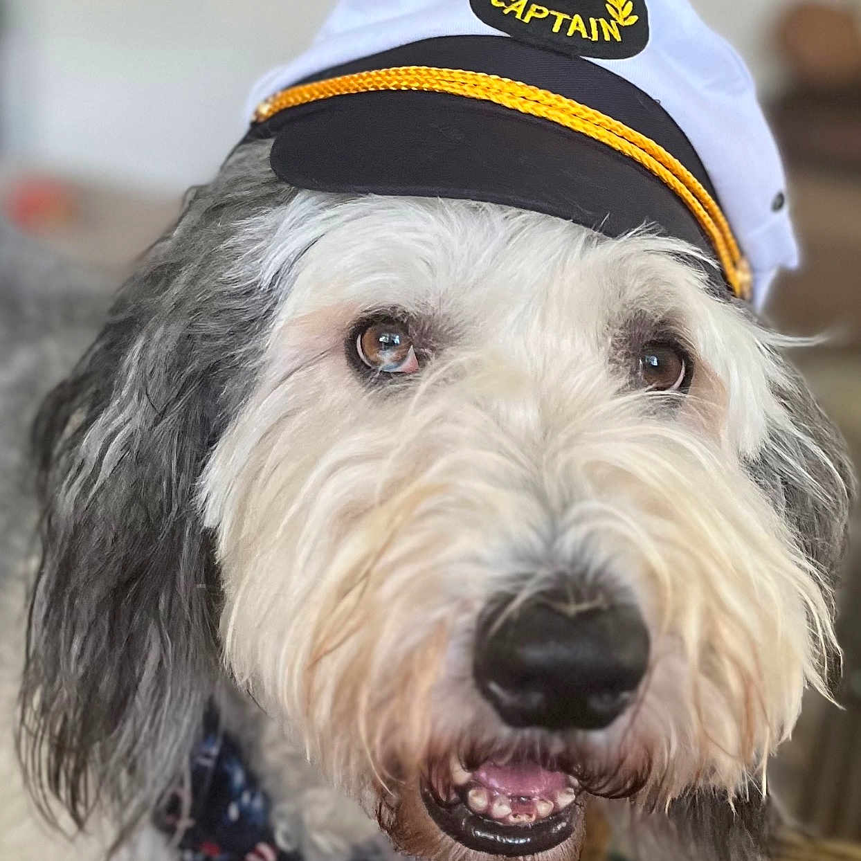 Capt Toby
