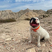 Bracco a rejoint le concours — aidez-le/la à gagner de superbes lots ! dog, happy, outdoor, rocky_terrain, collar, white_dog, black_spot, smiling, sitting, nature, mountains, sky, clouds, pet, animal, canine, tongue_out, daytime, landscape, playful