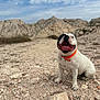 dog, happy, outdoor, rocky_terrain, collar, white_dog, black_spot, smiling, sitting, nature, mountains, sky, clouds, pet, animal, canine, tongue_out, daytime, landscape, playful