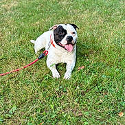 Bracco participe au concours pour gagner de l'argent avec cette photo : dog, animal, pet, grass, outdoor, leash, collar, tongue_out, happy, black_and_white, canine, summer, nature, playful, resting, sunlight, greenery, cute, friendly, mammal