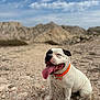 dog, sitting, tongue_out, orange_collar, rocky_ground, mountains, outdoor, pet, animal, white_fur, black_spots, happy, nature, sky, daytime, canine, portrait, fur, smiling, companion