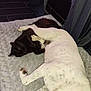 Monna participe au concours pour gagner de l'argent avec cette photo : dog, cat, sleeping, blanket, indoor, pet, cozy, black_cat, white_dog, floor, curtains, resting, companion, animal, cute, relaxed, fur, paw, quiet, home