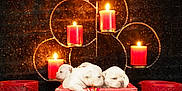 The Love Litter joined the competition — help win amazing prizes! puppies, white_puppies, basket, red_basket, ribbon, red_ribbon, candles, red_candles, candle_holder, warm_light, glowing, festive, cute, animal, pet, indoor, decor, cozy, sleeping, snuggling
