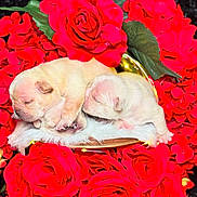 The Love Litter joined the competition — help win amazing prizes! puppies, newborn, sleeping, dog, flowers, roses, red_roses, green_leaves, floral, soft_blanket, cute, animal, pet, snuggling, close_up, nature, adorable, fur, nest, peaceful