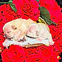 puppies, newborn, sleeping, dog, flowers, roses, red_roses, green_leaves, floral, soft_blanket, cute, animal, pet, snuggling, close_up, nature, adorable, fur, nest, peaceful