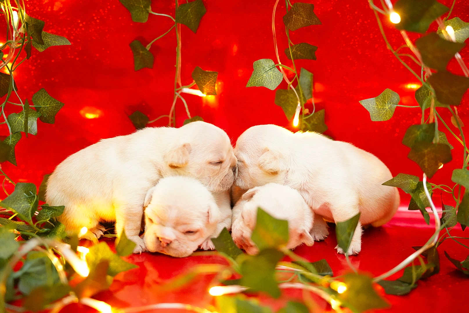 The Love Litter