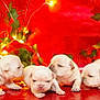 The Love Litter is registered to the contest to win money with this photo: puppies, dogs, cute, baby_animals, red_background, fairy_lights, green_leaves, indoor, small_animals, pets, fur, adorable, animal_group, young, playful, warm_lighting, close_up, carnivore, mammal, companions
