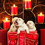 The Love Litter joined the competition — help win amazing prizes! puppies, newborn, dog, gift_box, red_bow, candles, warm_lighting, holiday_theme, cute, snuggling, decorative, cozy, indoors, animal, pet, small, furry, adorable, celebration, sleepy