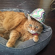 Louie joined the competition — help win amazing prizes! cat, ginger_cat, pet, sequin_hat, hat, cat_bed, fluffy, green_eyes, whiskers, paws, collar, relaxed, indoor, hardwood_floor, portrait, close_up, feline, cozy, sleepy, looking_at_camera