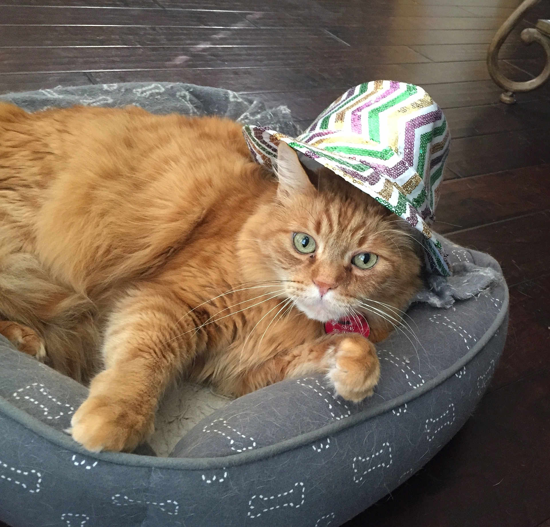Louie joined the competition — help win amazing prizes! cat, ginger_cat, pet, sequin_hat, hat, cat_bed, fluffy, green_eyes, whiskers, paws, collar, relaxed, indoor, hardwood_floor, portrait, close_up, feline, cozy, sleepy, looking_at_camera