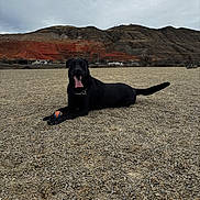 Luna joined the competition — help win amazing prizes! dog, black_dog, ball, gravel, mountain, landscape, outdoor, pet, animal, tongue_out, playful, field, nature, sky, cloudy, resting, leash, collar, happy, canine