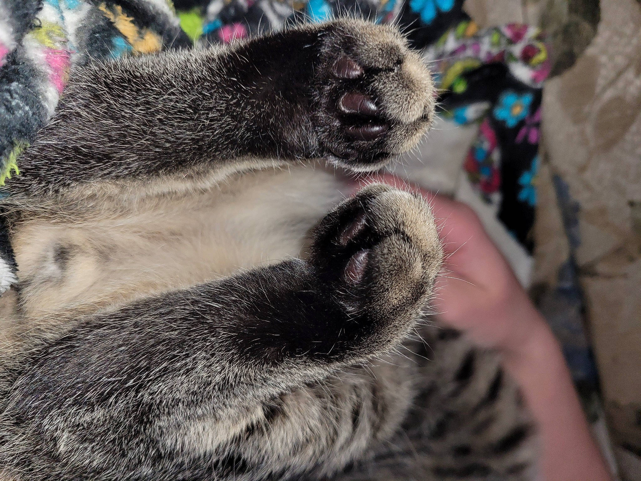 Chilli is registered to the contest to win money with this photo: claw, close_up, fawn, fur, koala, marsupial, paw, rodent, snout, tail, terrestrial_animal, whiskers, wildlife