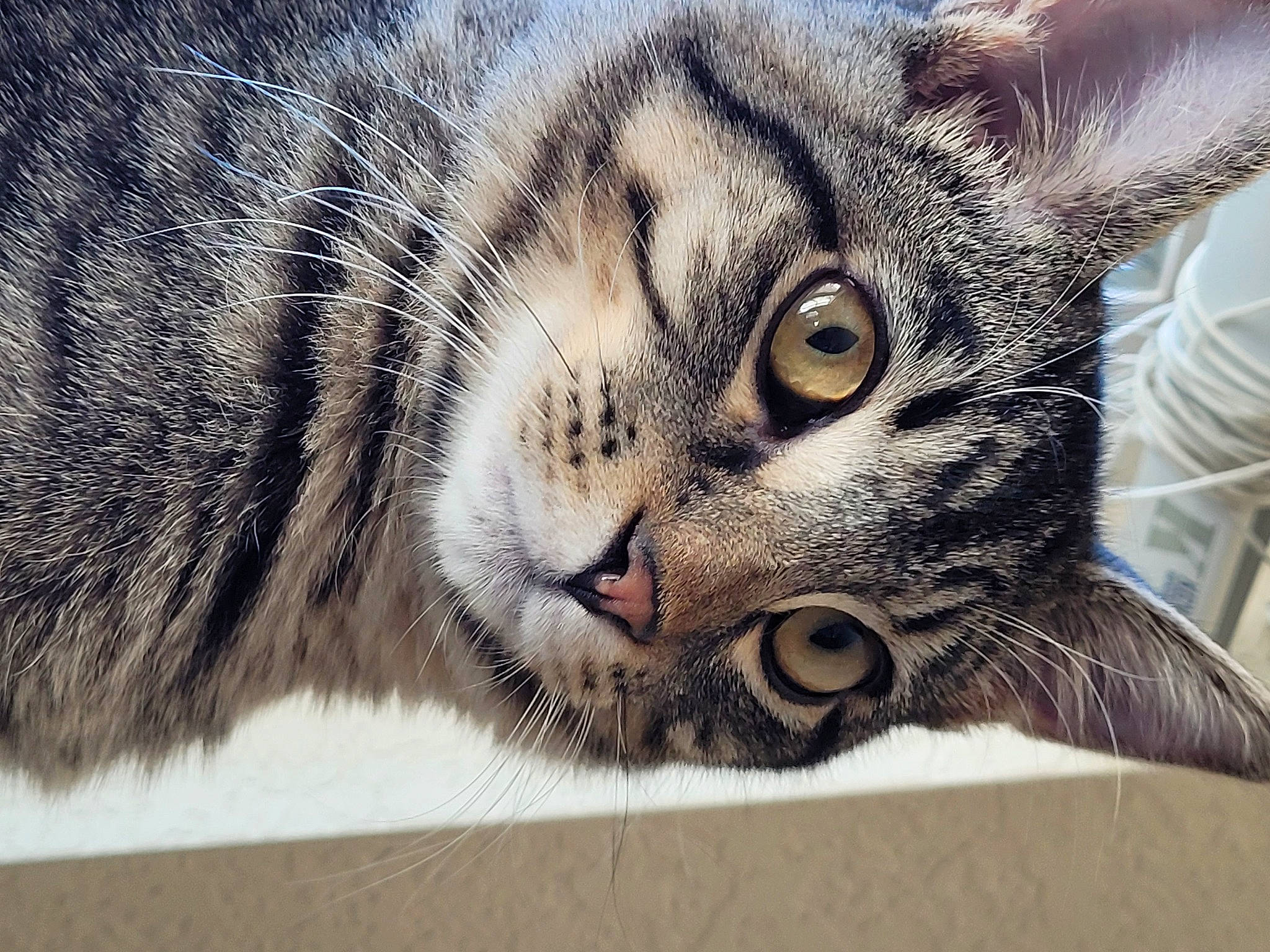 Chilli is registered to the contest to win money with this photo: carnivore, cat, claw, comfort, domestic_short_haired_cat, eye, felidae, fur, head, paw, sleep, small_to_medium_sized_cats, snout, terrestrial_animal, whiskers, wildlife