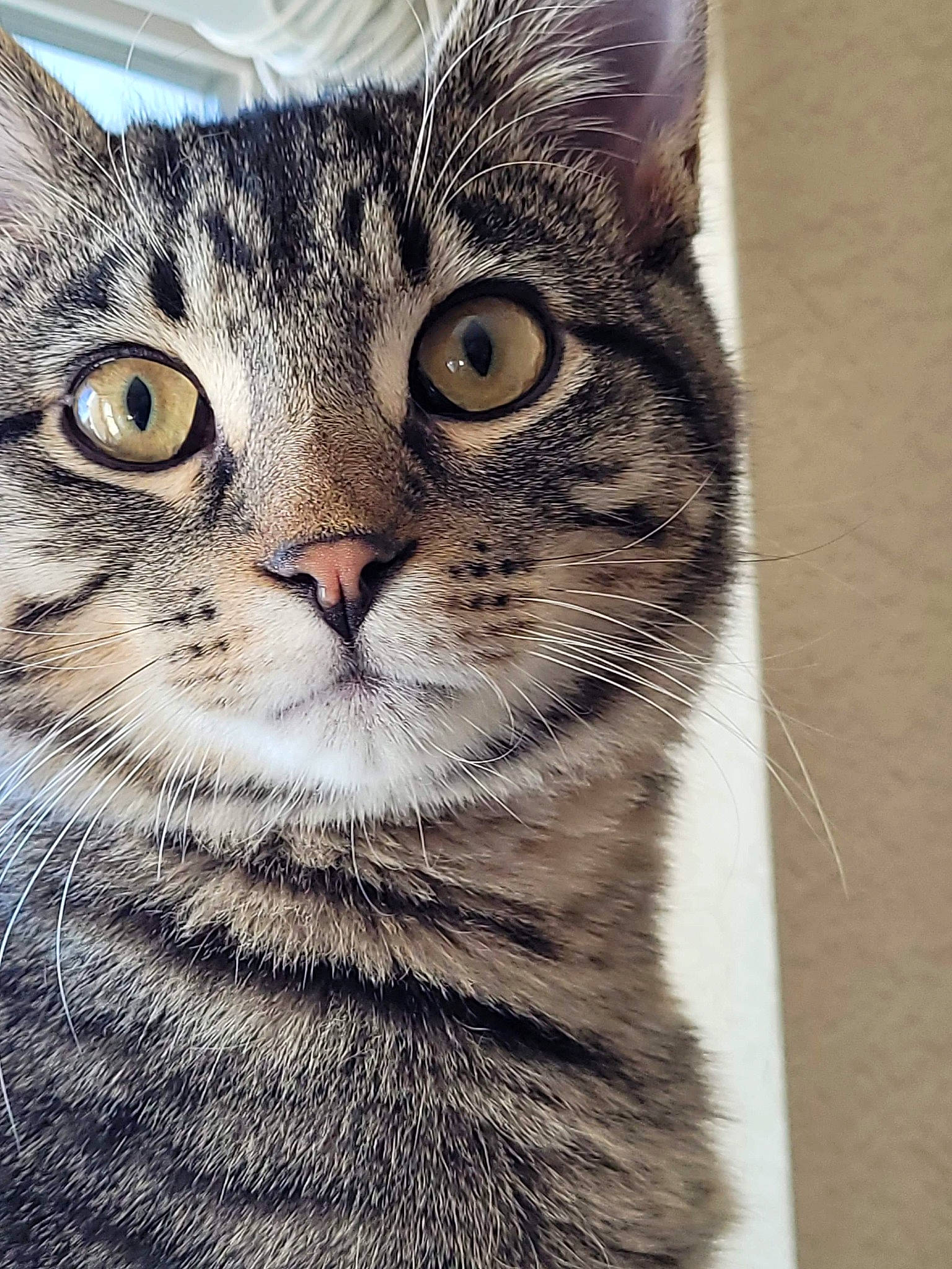 Chilli is registered to the contest to win money with this photo: carnivore, cat, domestic_short_haired_cat, eye, felidae, fur, head, paw, photo_caption, small_to_medium_sized_cats, snout, square, terrestrial_animal, whiskers, wildlife, window