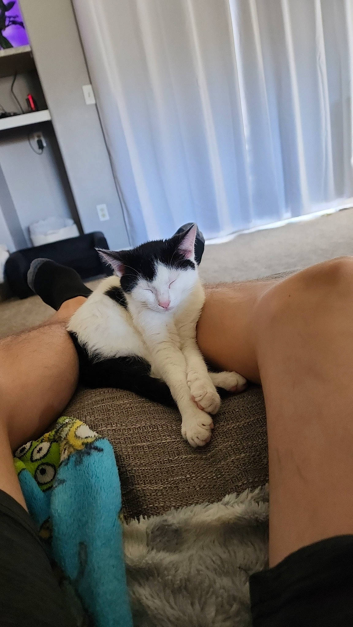 Mancho is registered to the contest to win money with this photo: carnivore, cat, comfort, companion_dog, domestic_short_haired_cat, door, felidae, flooring, foot, fur, human_leg, lap, nap, paw, sitting, small_to_medium_sized_cats, tail, thigh, whiskers, wood