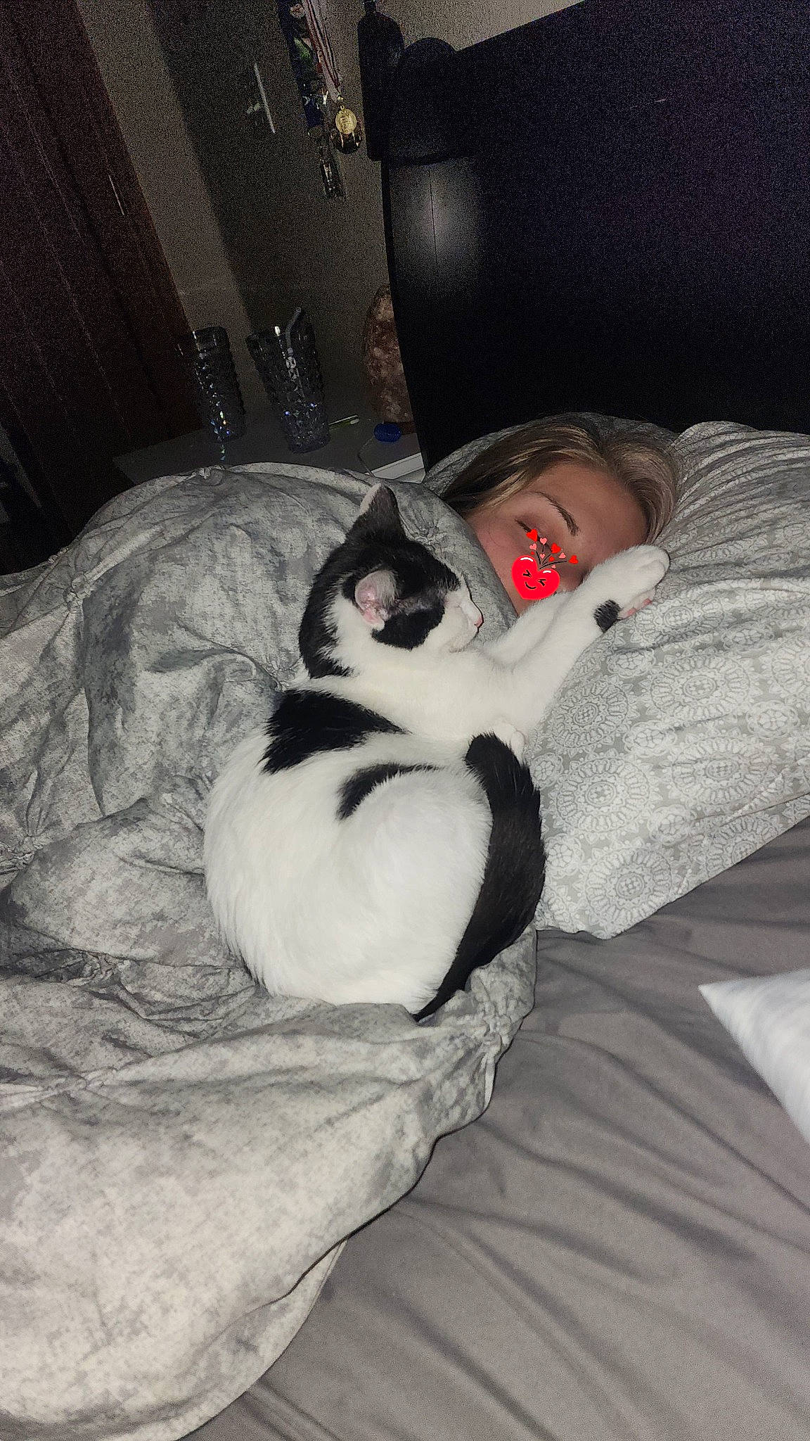 Mancho joined the competition — help win amazing prizes! carnivore, cat, comfort, companion_dog, dog_breed, felidae, fur, grey, lap, leg, linens, mammal, nap, sitting, small_to_medium_sized_cats, snout, tail, textile, vertebrate, whiskers