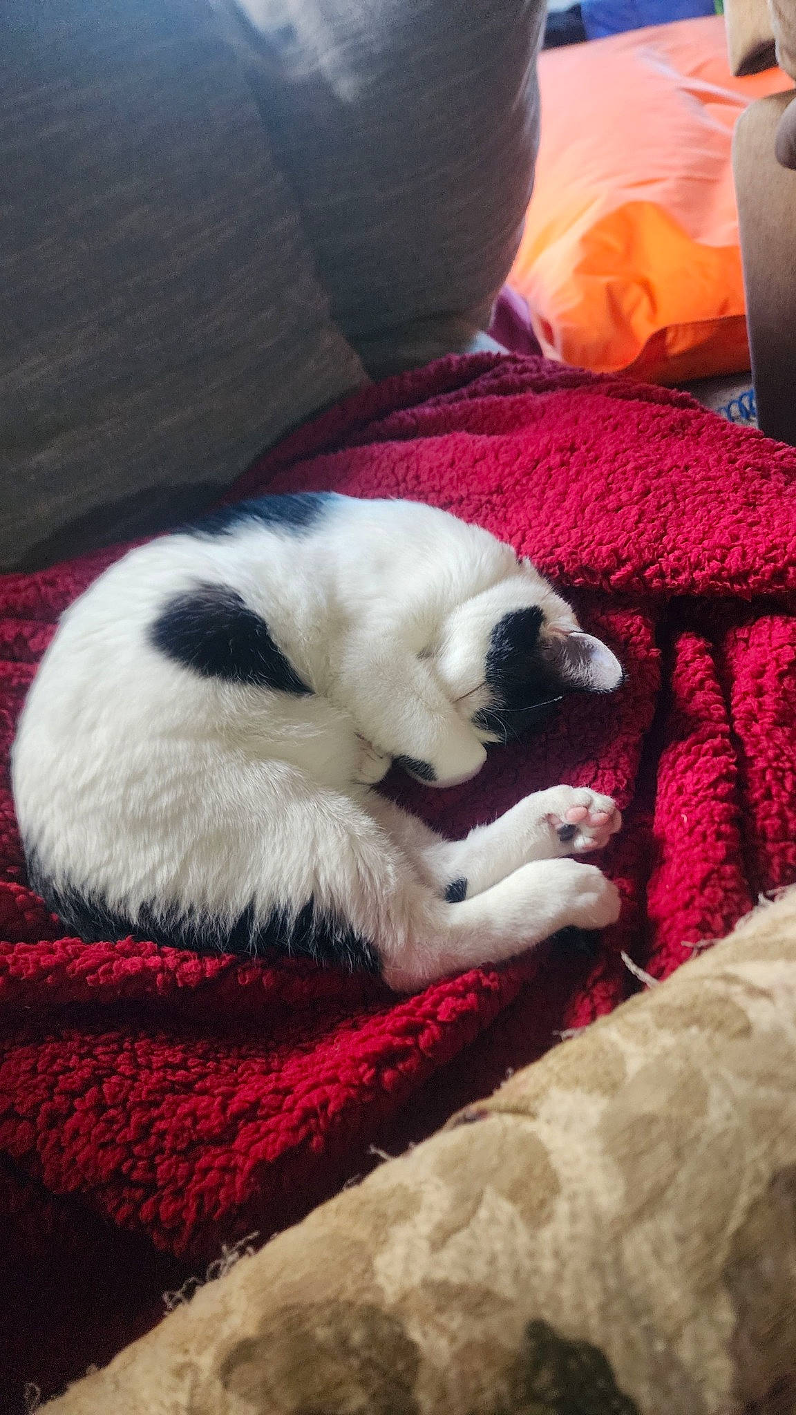 Mancho joined the competition — help win amazing prizes! carmine, carnivore, cat, cat_supply, comfort, companion_dog, couch, dog_breed, domestic_short_haired_cat, felidae, fur, linens, nap, paw, room, small_to_medium_sized_cats, tail, whiskers