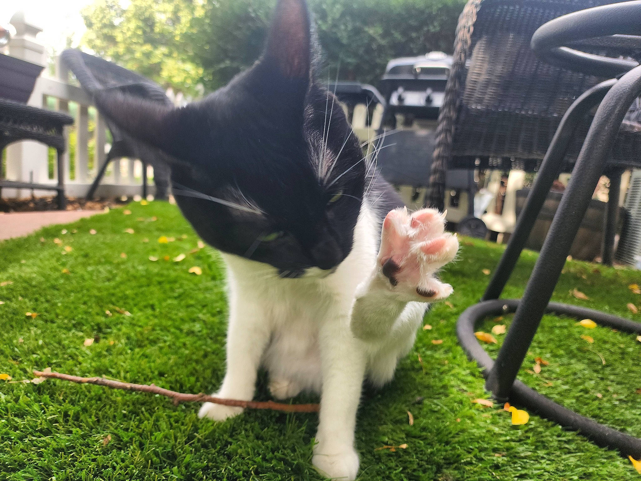 Orca is registered to the contest to win money with this photo: canidae, carnivore, cat, chair, dog_breed, domestic_short_haired_cat, felidae, fur, garden, grass, grass_family, lawn, plant, small_to_medium_sized_cats, snout, sporting_group, tail, tree, whiskers, yard