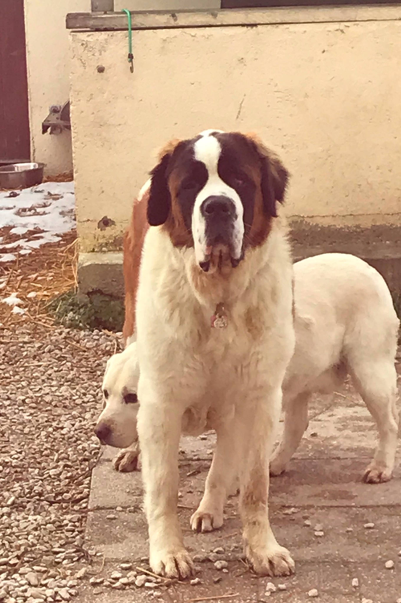 Oupsie a rejoint le concours — aidez-le/la à gagner de superbes lots ! bored, canidae, carnivore, companion_dog, dog, dog_breed, door, fawn, fur, giant_dog_breed, gun_dog, hunting_dog, liver, snout, sporting_group, st_bernard, terrestrial_animal, welsh_springer_spaniel, working_animal, working_dog