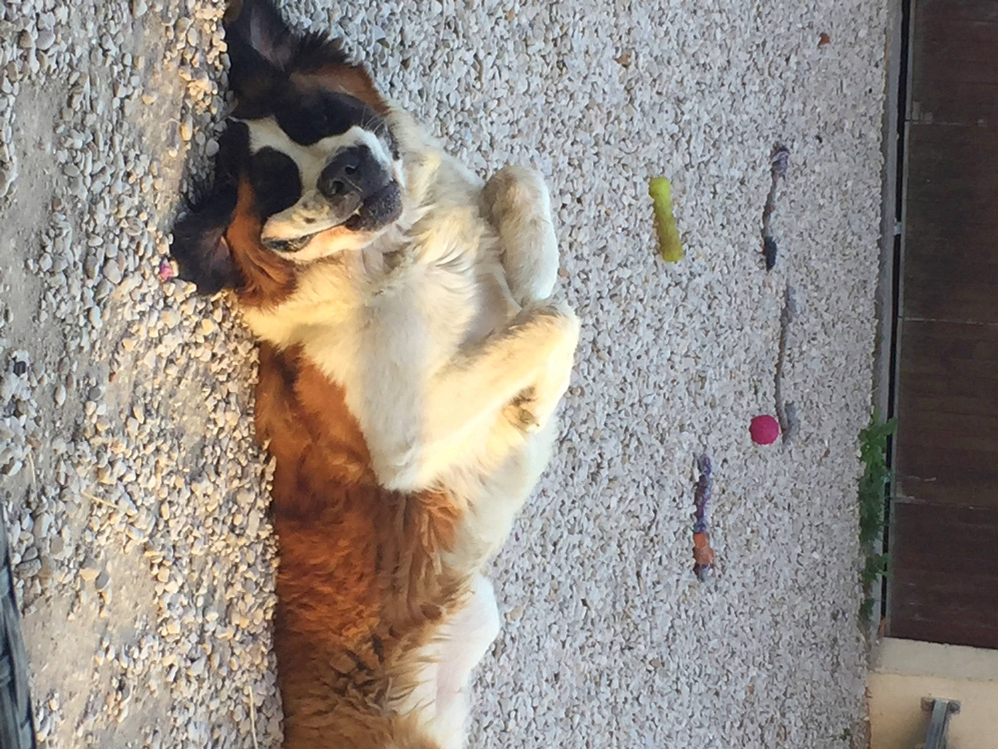 Oupsie participe au concours pour gagner de l'argent avec cette photo : carnivore, claw, companion_dog, concrete, dog, dog_breed, fawn, felidae, fur, paw, small_to_medium_sized_cats, snout, sporting_group, tail, terrestrial_animal, trunk, whiskers, wildlife, wood, working_dog