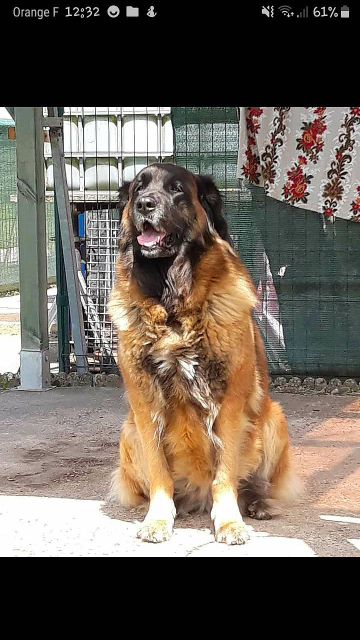 Jeepsy participe au concours pour gagner de l'argent avec cette photo : ancient_dog_breeds, canidae, carnivore, companion_dog, dog, dog_breed, fur, guard_dog, snout, sporting_group, street, street_fashion, working_dog