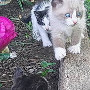 Micheal is registered to the contest to win money with this photo: adorable, animal, blue_eyes, cat, curious, cute, feline, flower, fur, garden, greenery, kitten, nature, outdoor, pet, plant, playful, small, soil, young