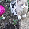 adorable, animal, blue_eyes, cat, curious, cute, feline, flower, fur, garden, greenery, kitten, nature, outdoor, pet, plant, playful, small, soil, young