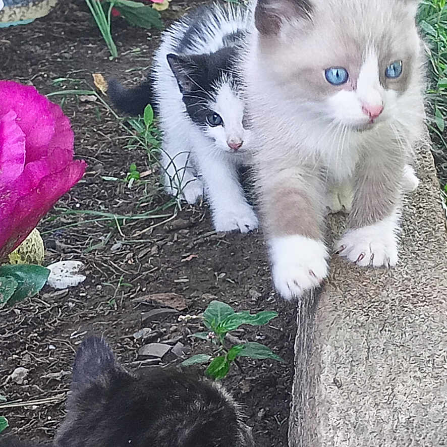 Micheal is registered to the contest to win money with this photo: adorable, animal, blue_eyes, cat, curious, cute, feline, flower, fur, garden, greenery, kitten, nature, outdoor, pet, plant, playful, small, soil, young