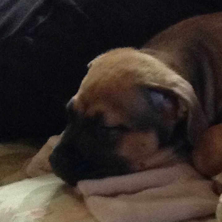 Bailey