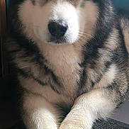 Vlad a rejoint le concours — aidez-le/la à gagner de superbes lots ! alaskan_malamute, animal, blue_wall, calm, close_up, companion, crossed_paws, cute, dog, domestic_animal, fluffy, furry, household, indoor, mammal, paws, pet, portrait, relaxed, resting