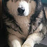 alaskan_malamute, animal, blue_wall, calm, close_up, companion, crossed_paws, cute, dog, domestic_animal, fluffy, furry, household, indoor, mammal, paws, pet, portrait, relaxed, resting